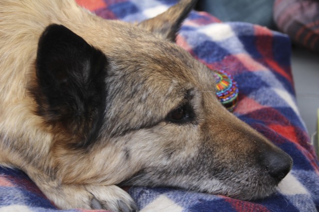 A Euthanasia Ritual for a Beloved Dog